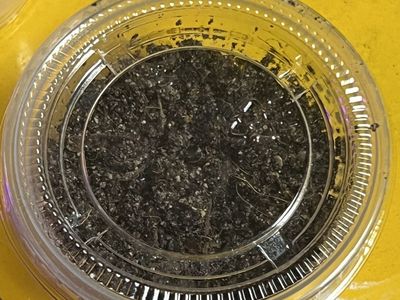 springtails starter cup $5