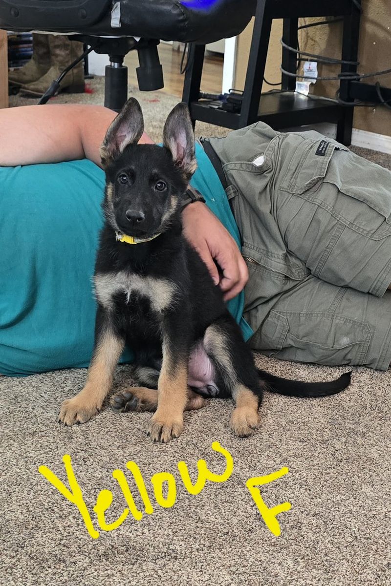 Purebred German Shepherd Puppies 