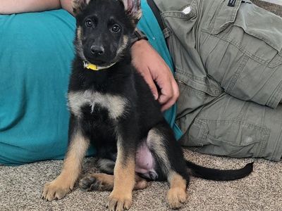 Purebred German Shepherd Puppies