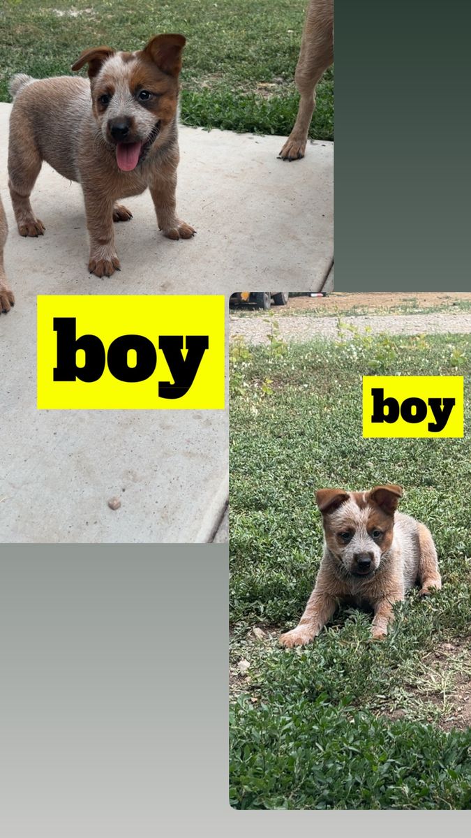 Australian Cattle Dog Puppies - Blue Heeler & Red Heeler (Girl & Boy)