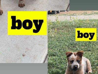 Australian Cattle Dog Puppies - Blue Heeler & Red Heeler (Girl & Boy)