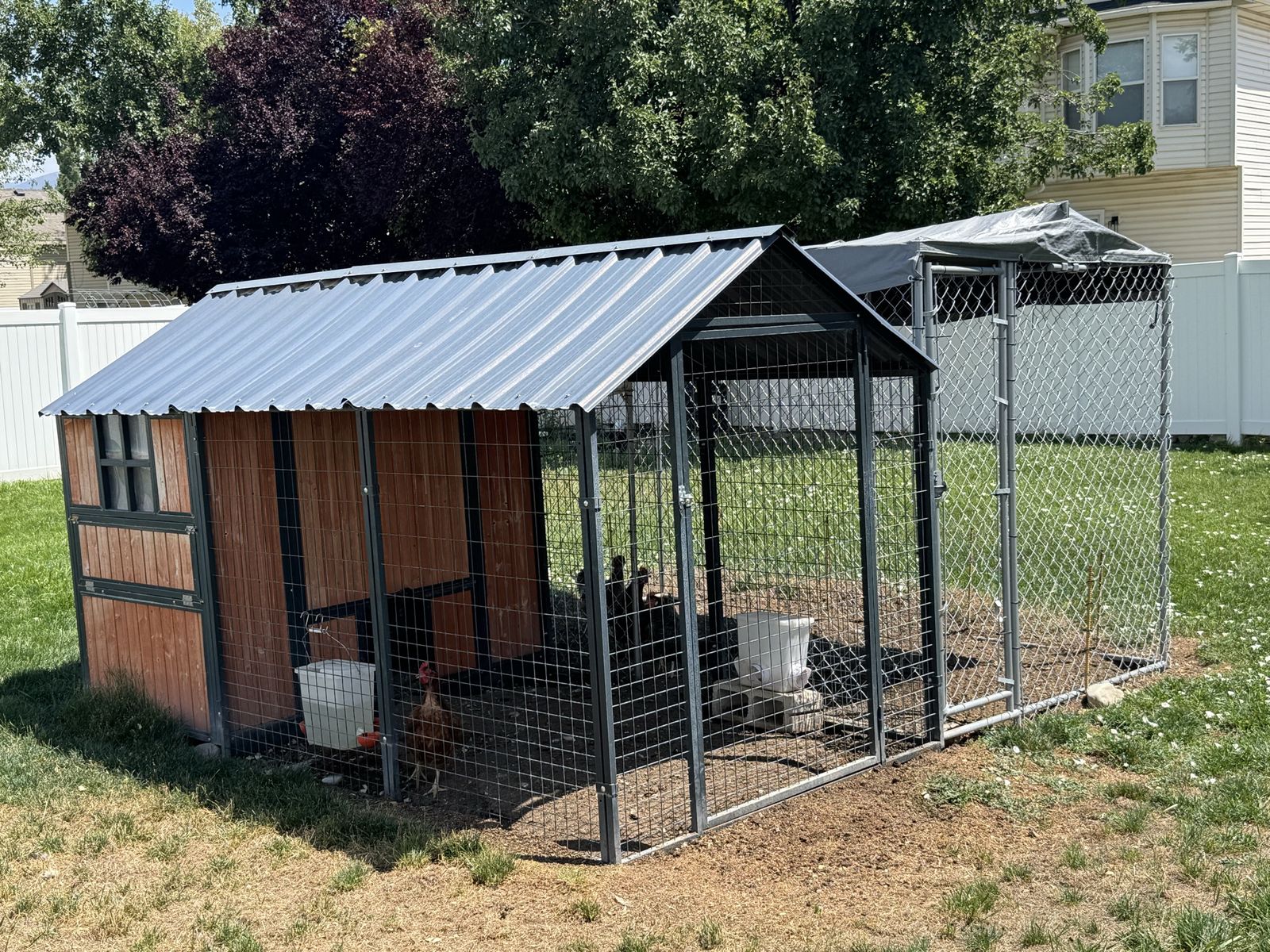Large Chicken Coop & Run plus 9 laying hens
