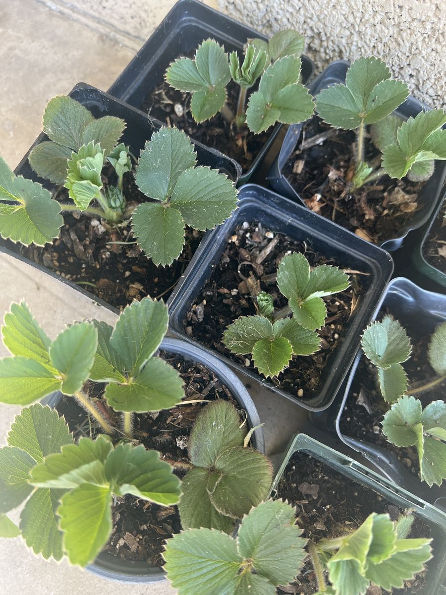 Strawberry starts Old North Sea from runners June bearing