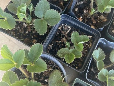 Strawberry starts Old North Sea from runners June bearing