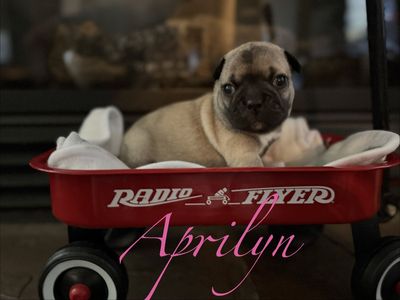 Springtime Buggs ( Boston Terrier And Pug Mix)