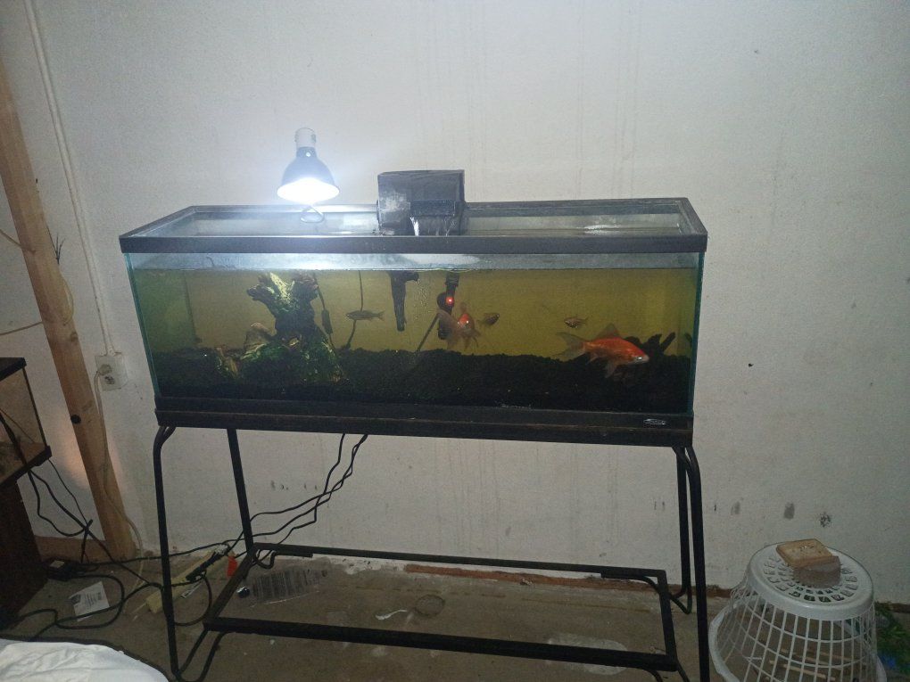55 gallon long tank and stand