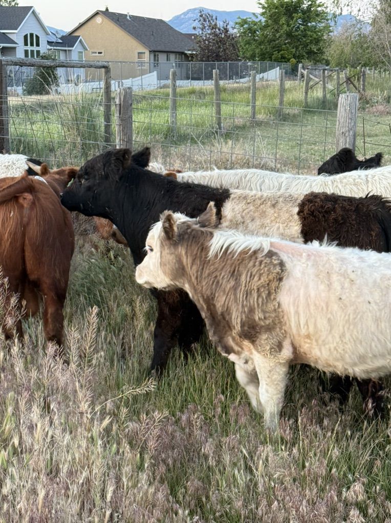 Micro Bull Highland / Highpark