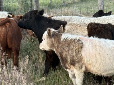 Micro Bull Highland