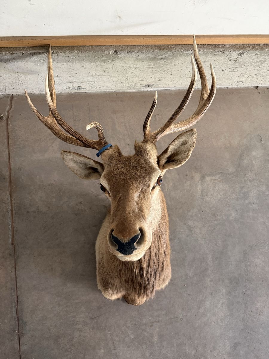 Elk Mount