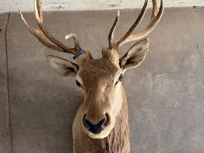 Elk Mount