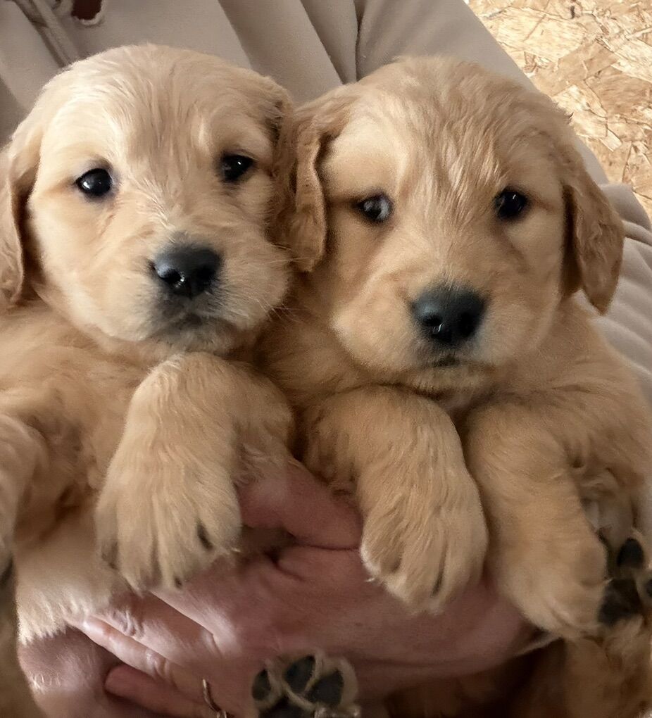 AKC Golden Retriever Puppies!!!