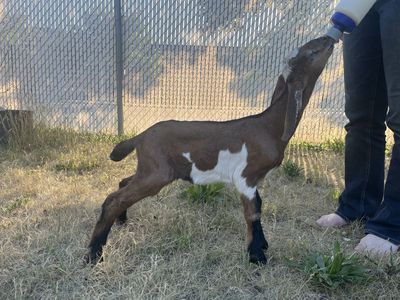 Registrable Nubian Buckling