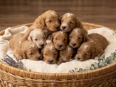 AKC F2 Goldendoodle Puppies - 7 Available for Deposit
