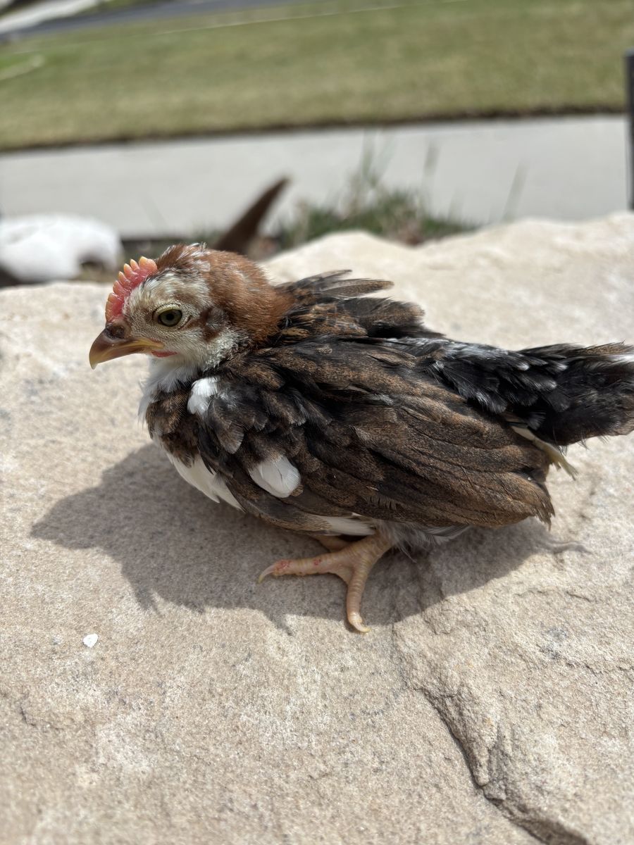 Beautiful Serama Rooster Chick