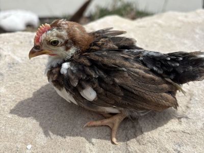 Beautiful Serama Rooster Chick