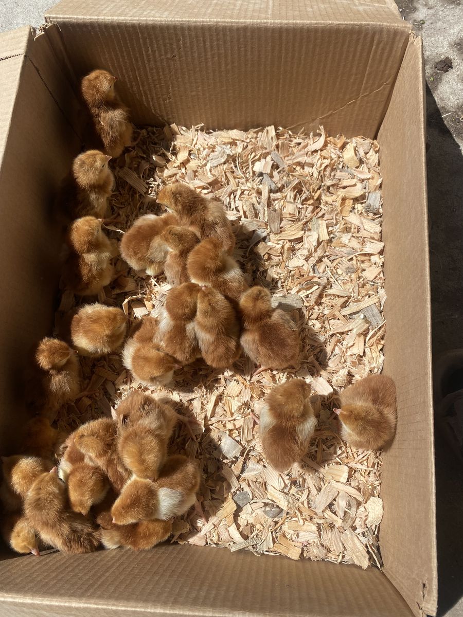 Rhode Island Red Chicks $1 if you buy 20