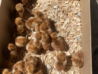 Rhode Island Red Chicks $1 if you buy 20