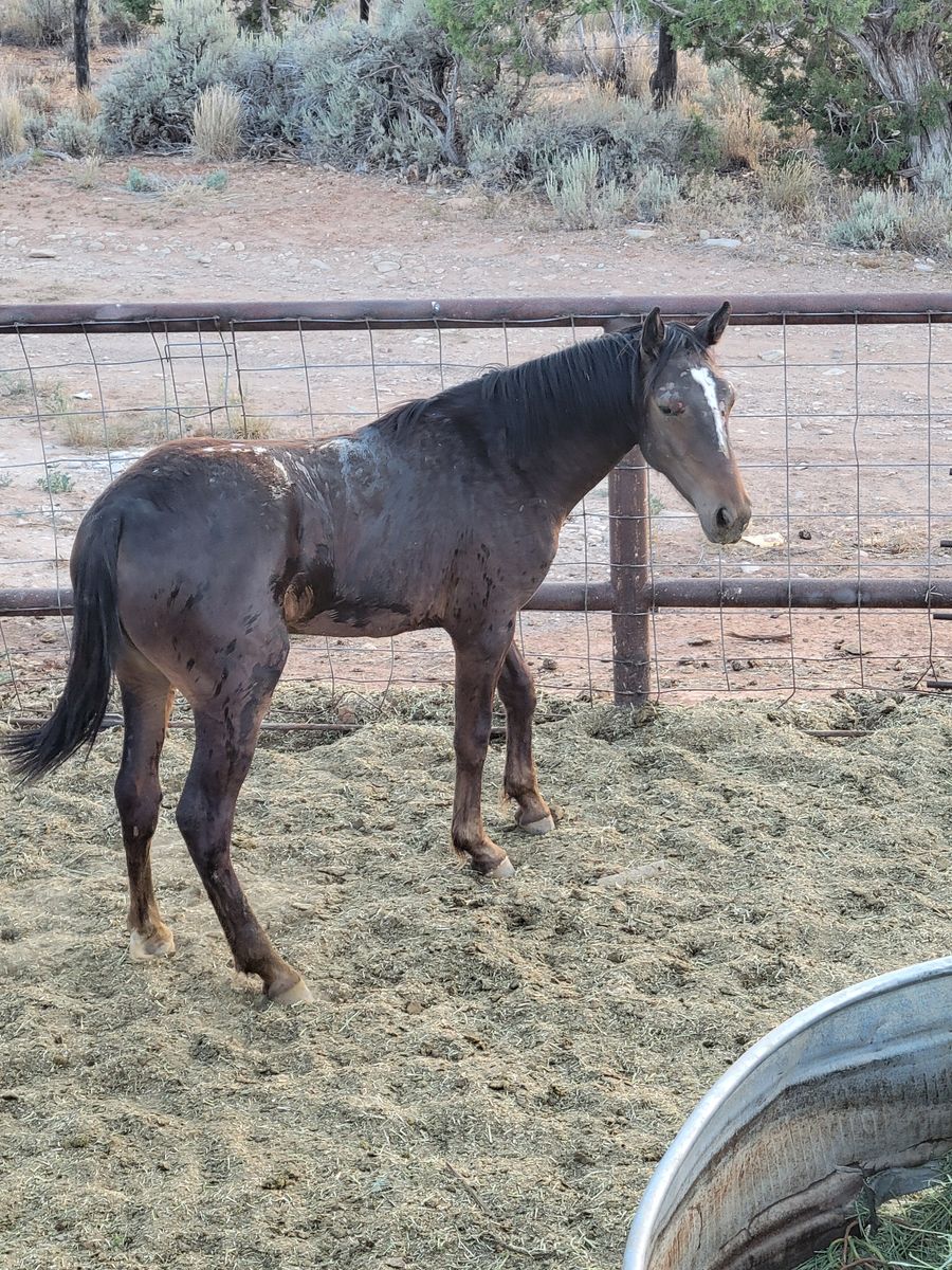 Appy yearling