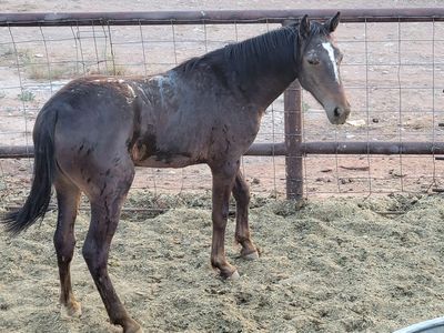 Appy yearling