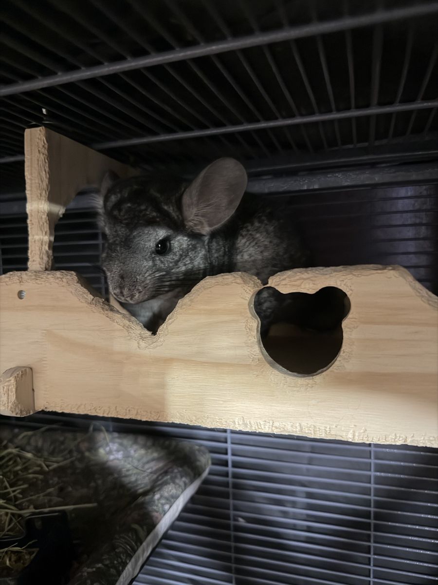 Two Bonded chinchillas including all supplies