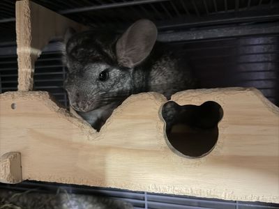 Two Bonded chinchillas including all supplies