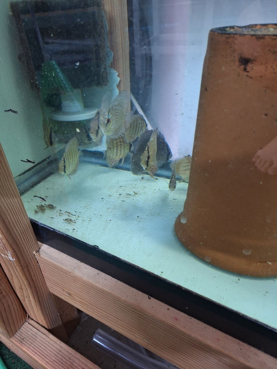 QUALITY DISCUS, RANDOM SIZES, RANDOM CROSSES — $15 EACH