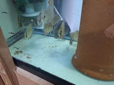 QUALITY DISCUS, RANDOM SIZES, RANDOM CROSSES — $15 EACH