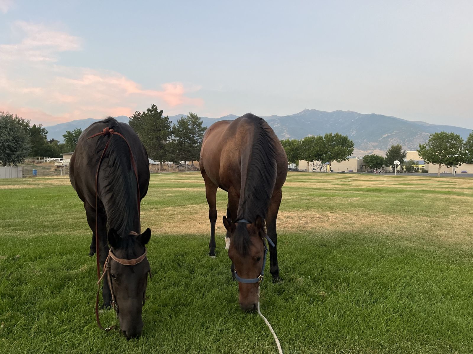 Horses for lease