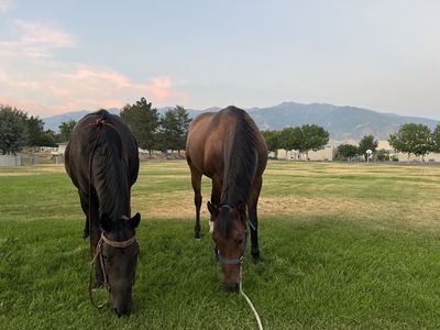 Horses for lease