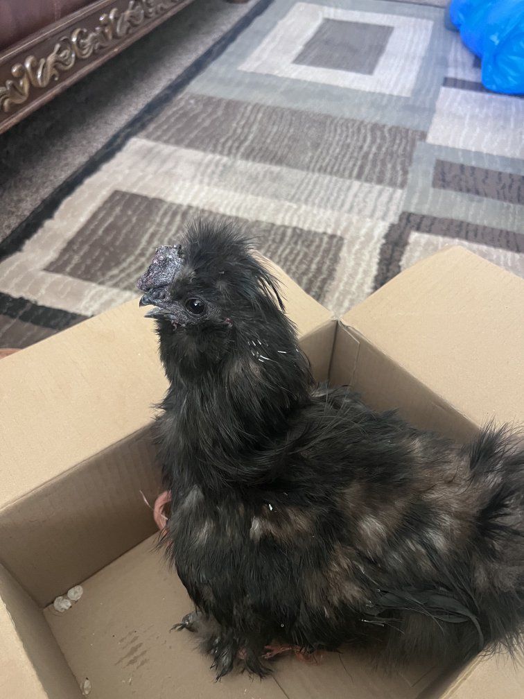 Black Silkie Rooster