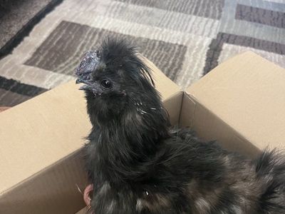 Black Silkie Rooster