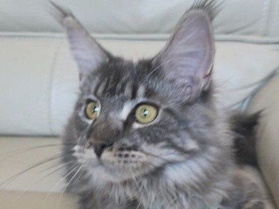 Maine Coon Blue Tabby Female, Steele