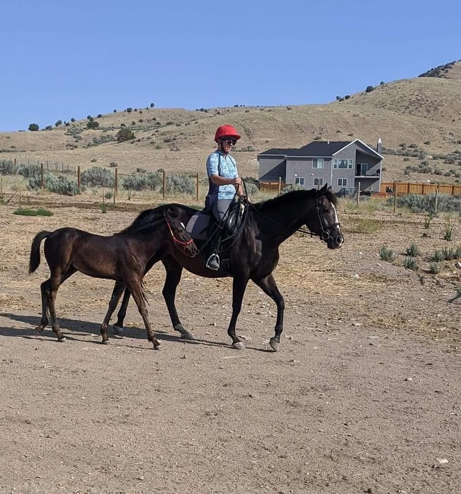 AQHA Brood Mare