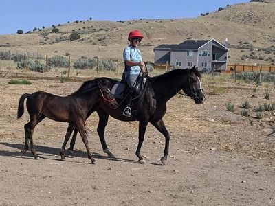 AQHA Brood Mare