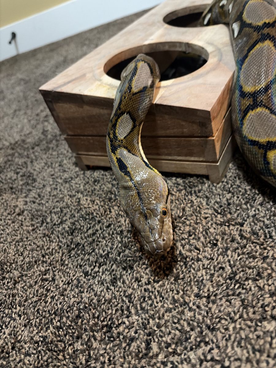 Tiger Dwarf Reticulated Python - Awesome Temperament & Colors