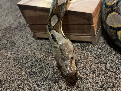 Tiger Dwarf Reticulated Python - Awesome Temperament & Colors
