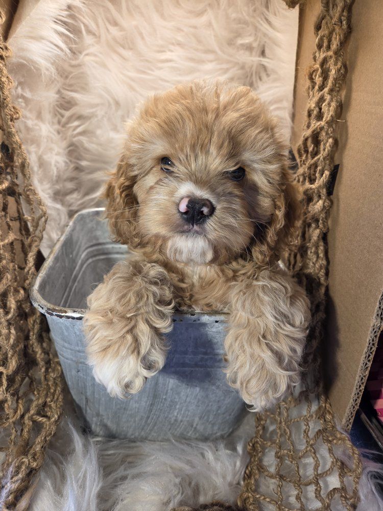 cock-a-poo puppies- ready now