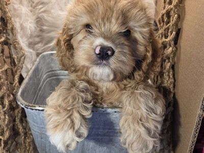 cock-a-poo puppies- ready now