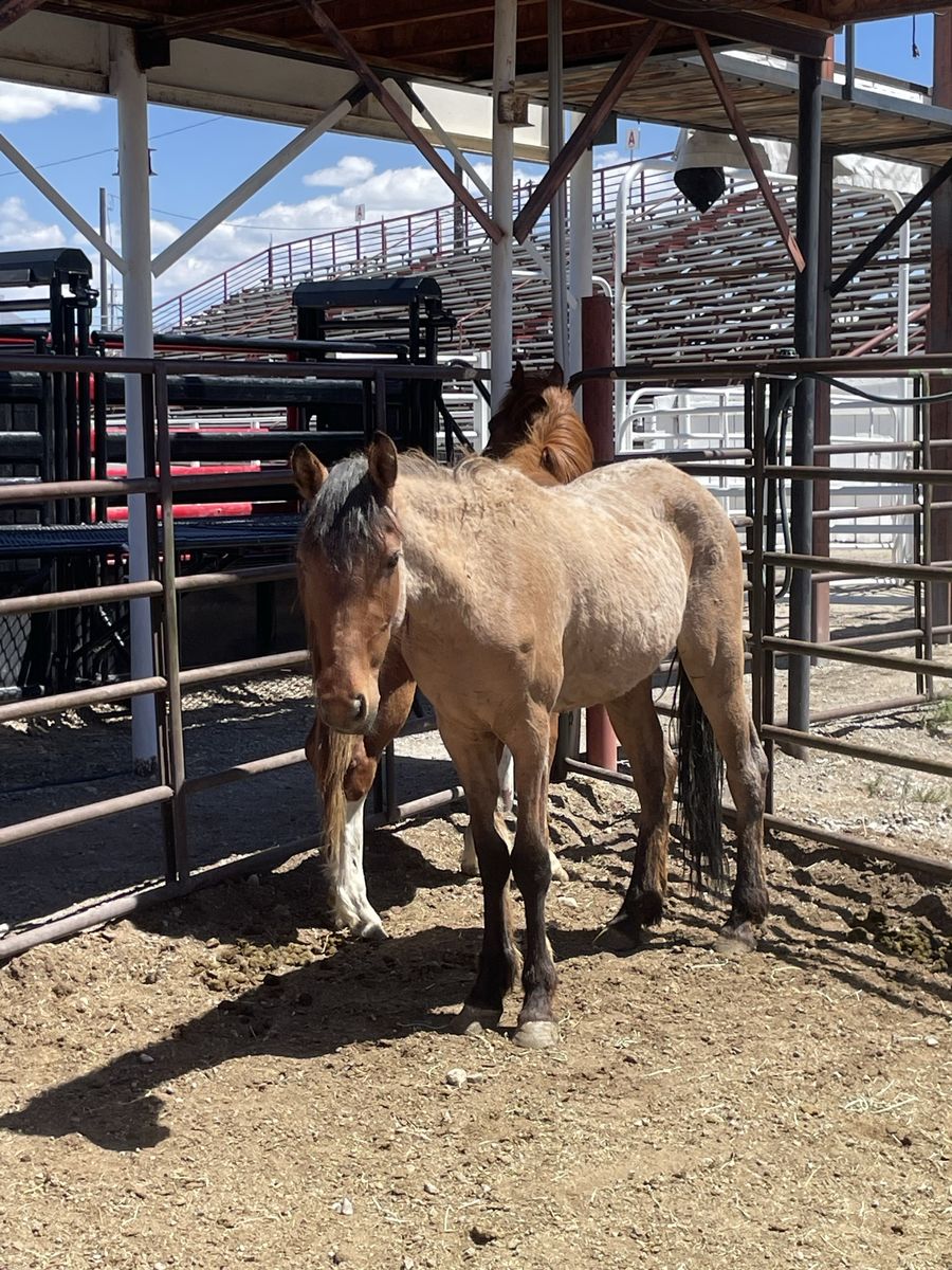 4 yearlings