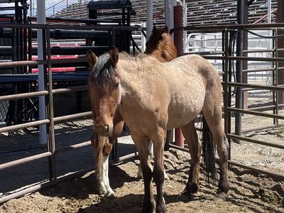 4 yearlings