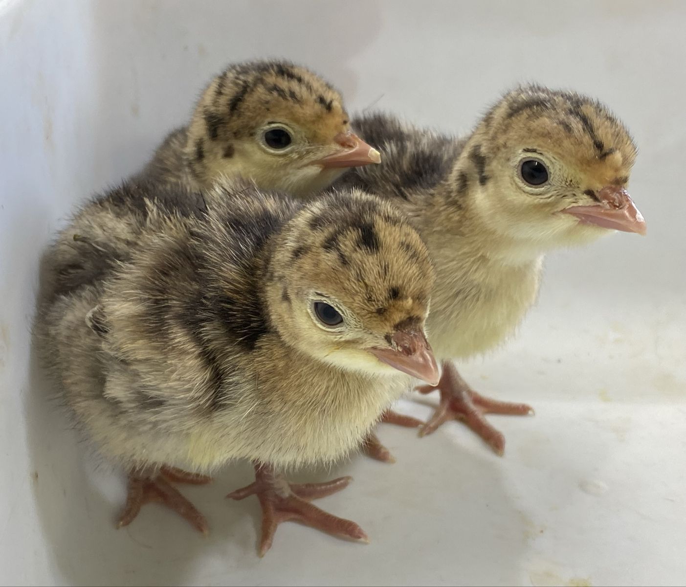 Baby Narragansett Turkeys (poults)