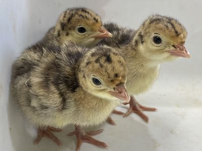 Baby Narragansett Turkeys (poults)