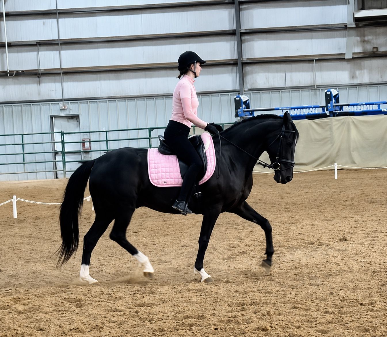 Beautiful 10 yr old Paso/Quarter Cross Gelding