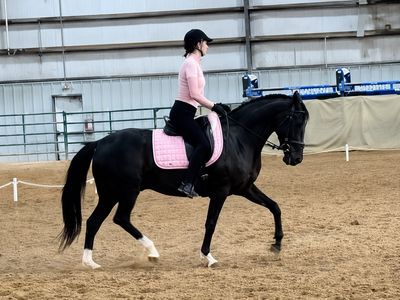 Beautiful 10 yr old Paso/Quarter Cross Gelding
