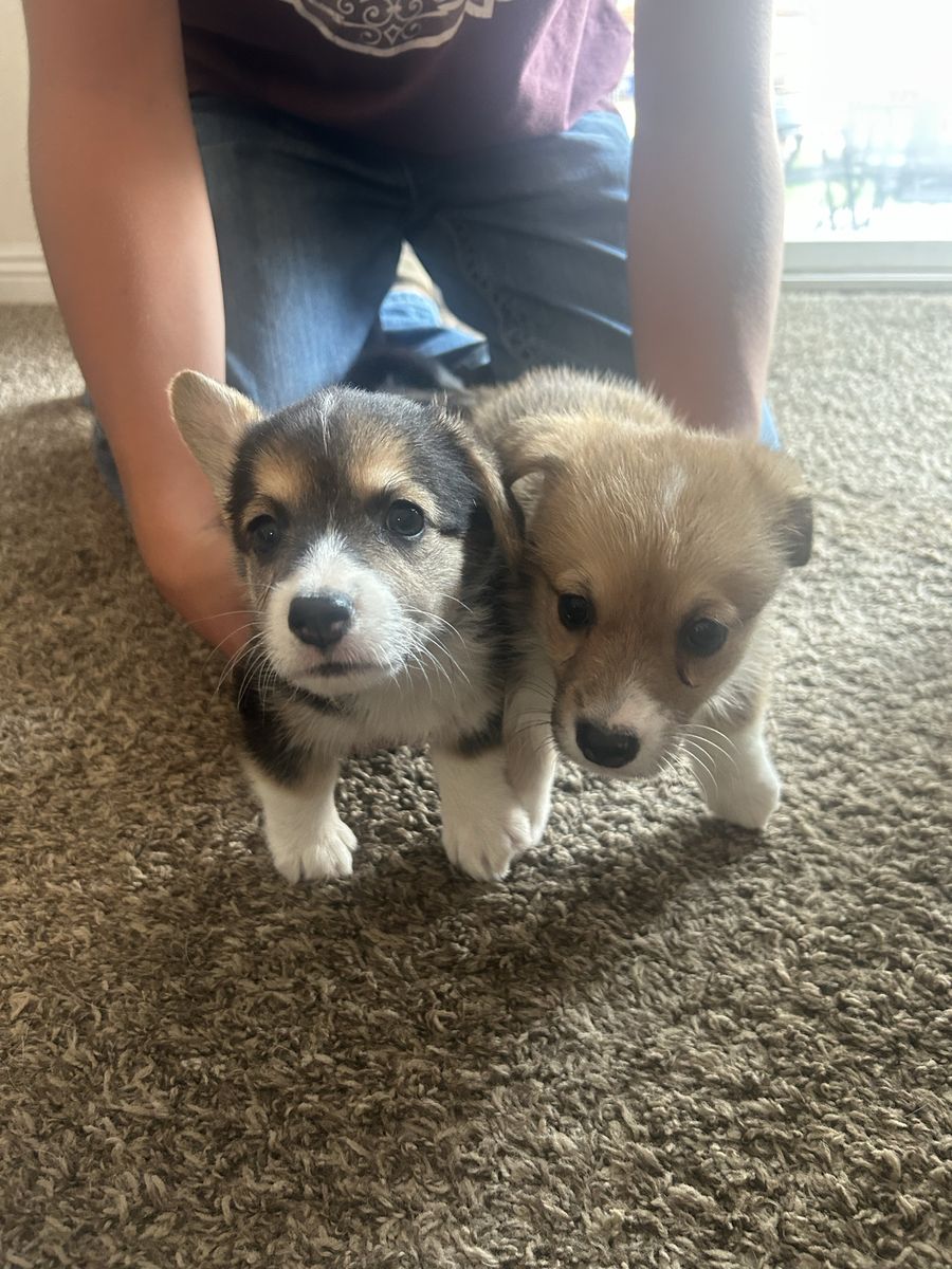 Corgi Puppies