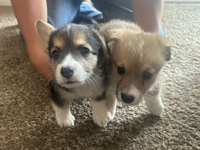 Corgi Puppies
