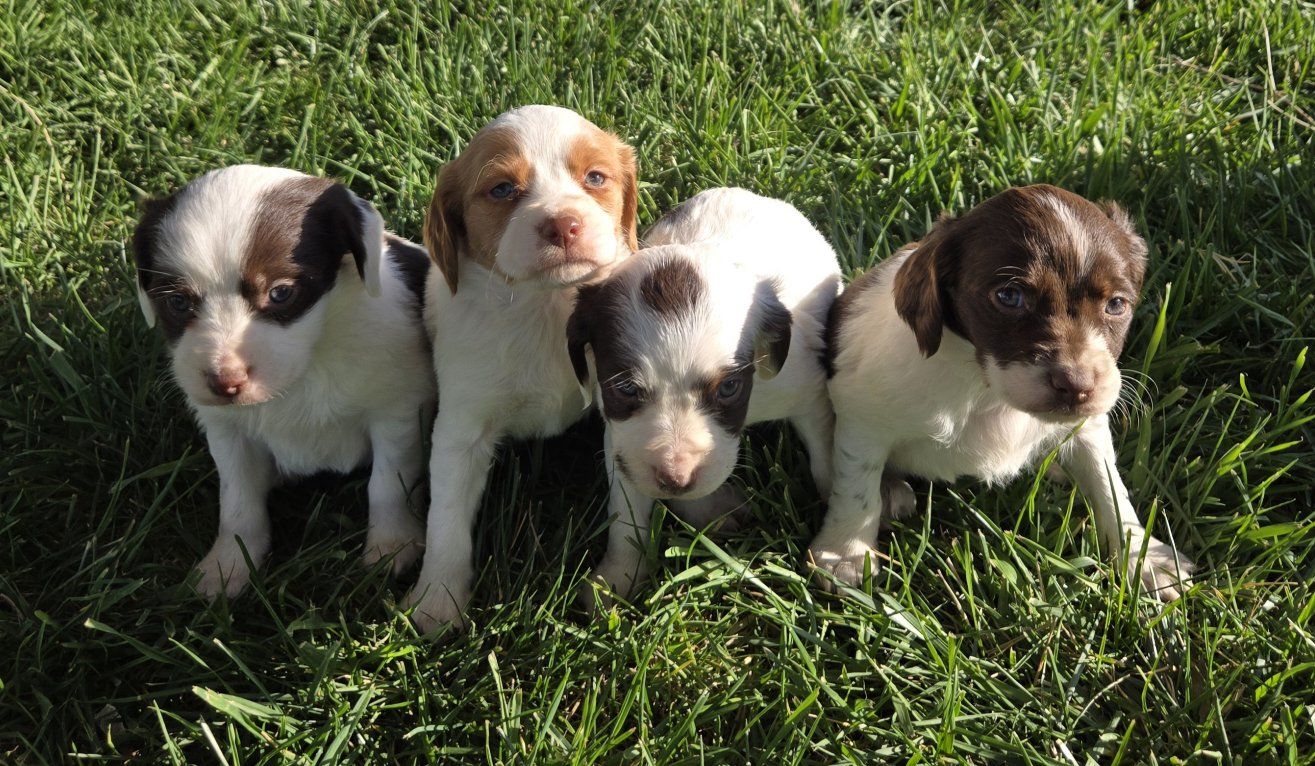 Brittany Spaniel Puppies