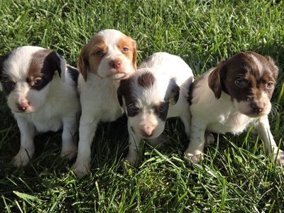Brittany Spaniel Puppies