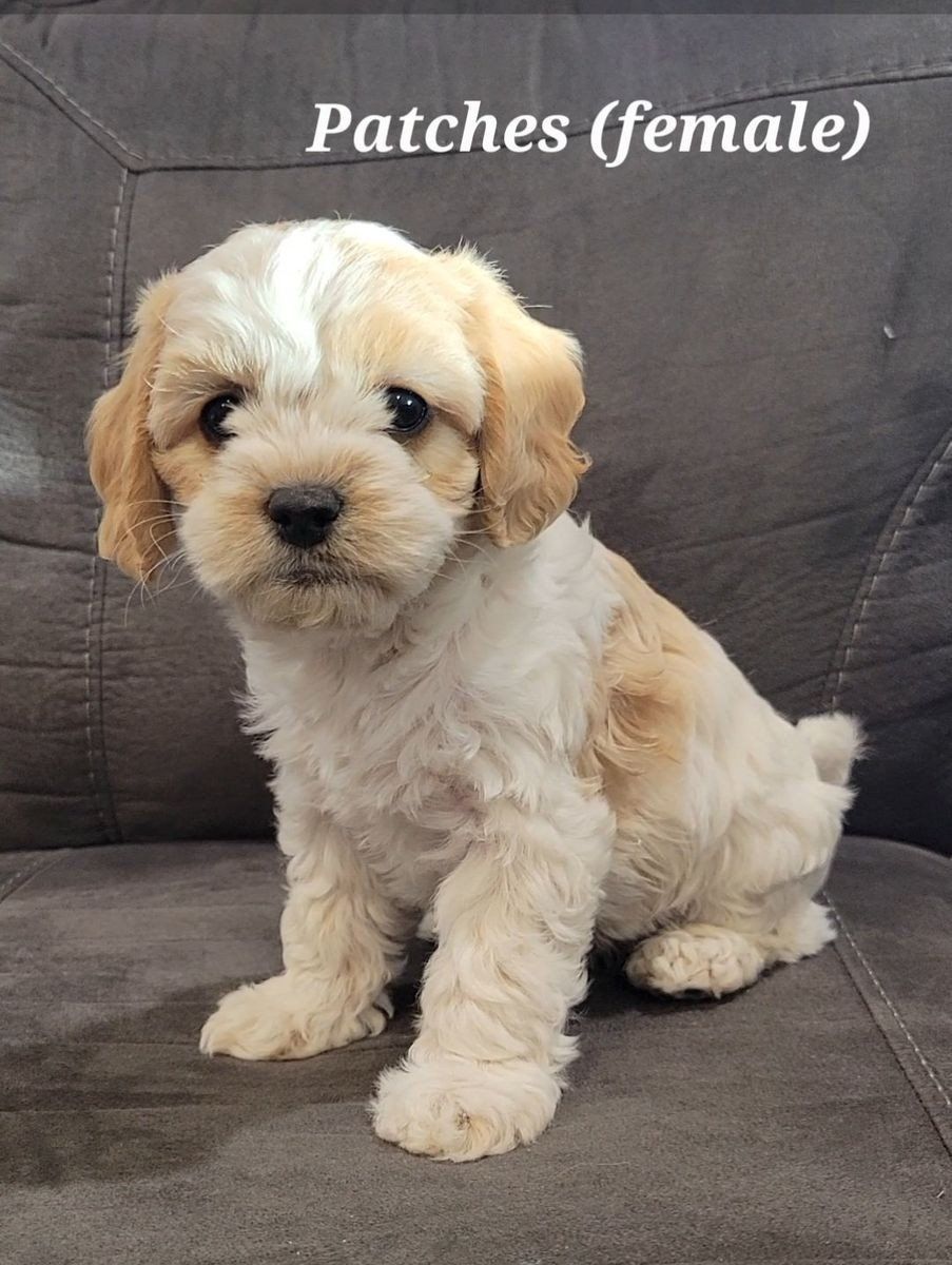 cavapoo puppies