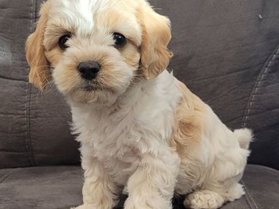 cavapoo puppies